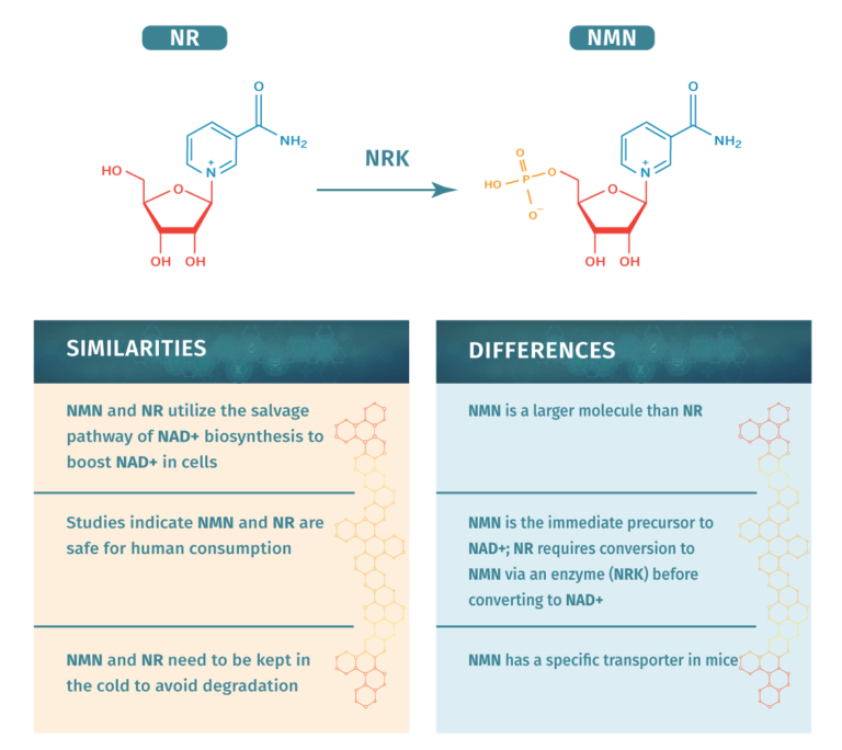 NMN Vs NR | Examine The Data & Differentiate Between Them