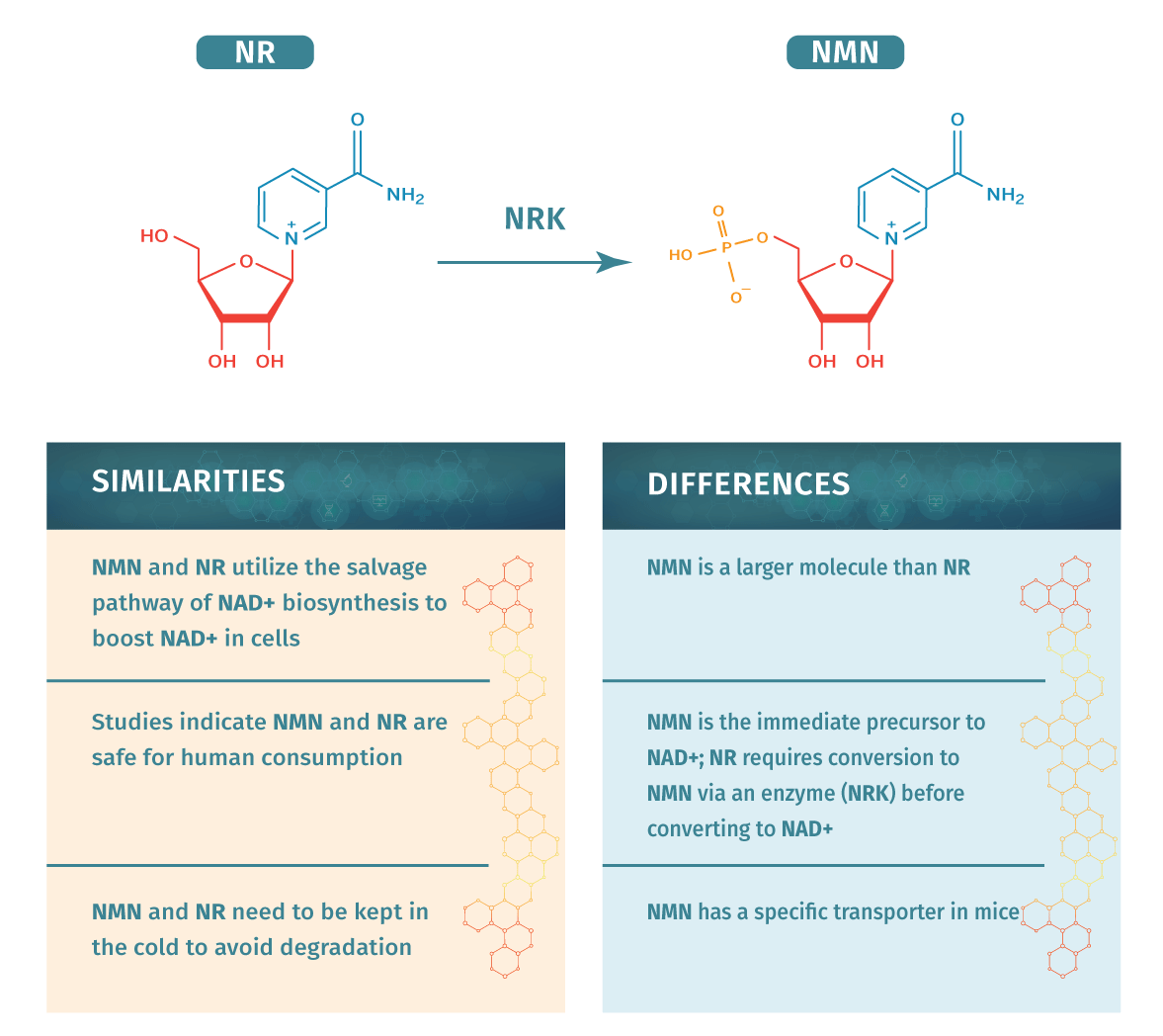 differences-between-nmn-and-nr.png