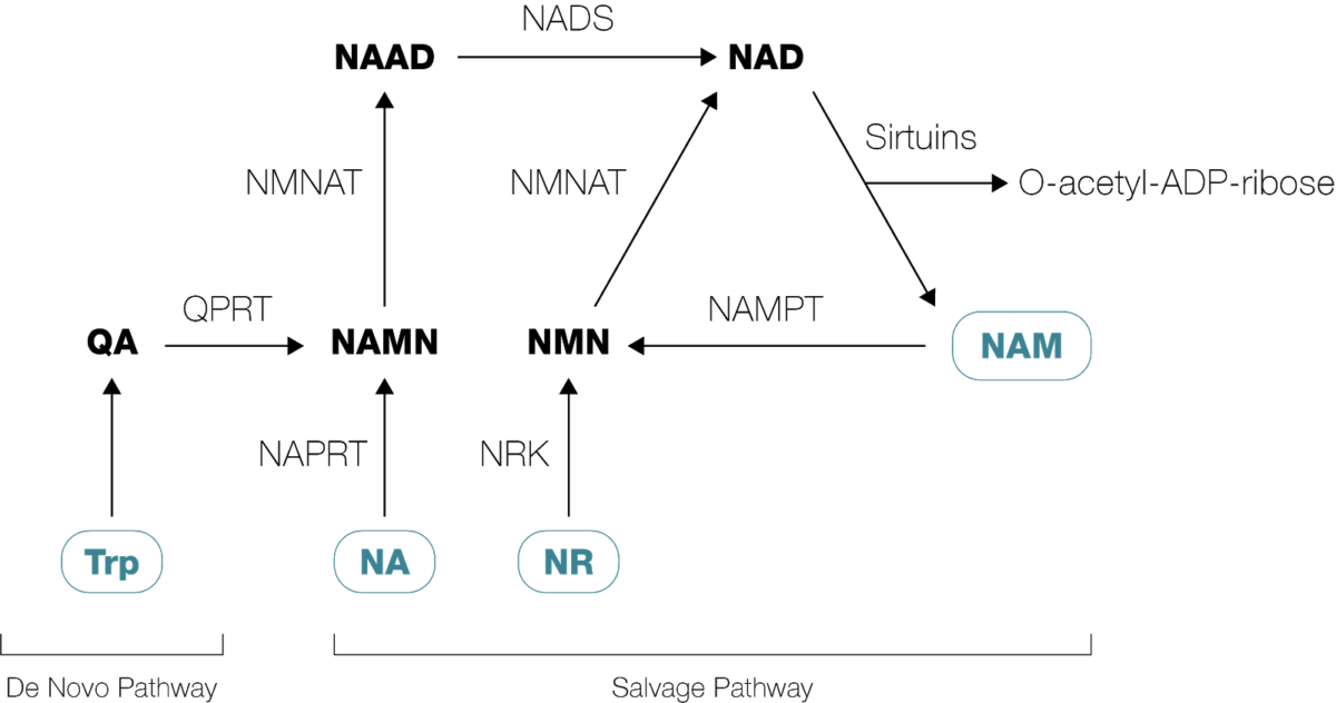 What Is NAD⁺? | Why Is It Important for Health and Longevity? – Health ...