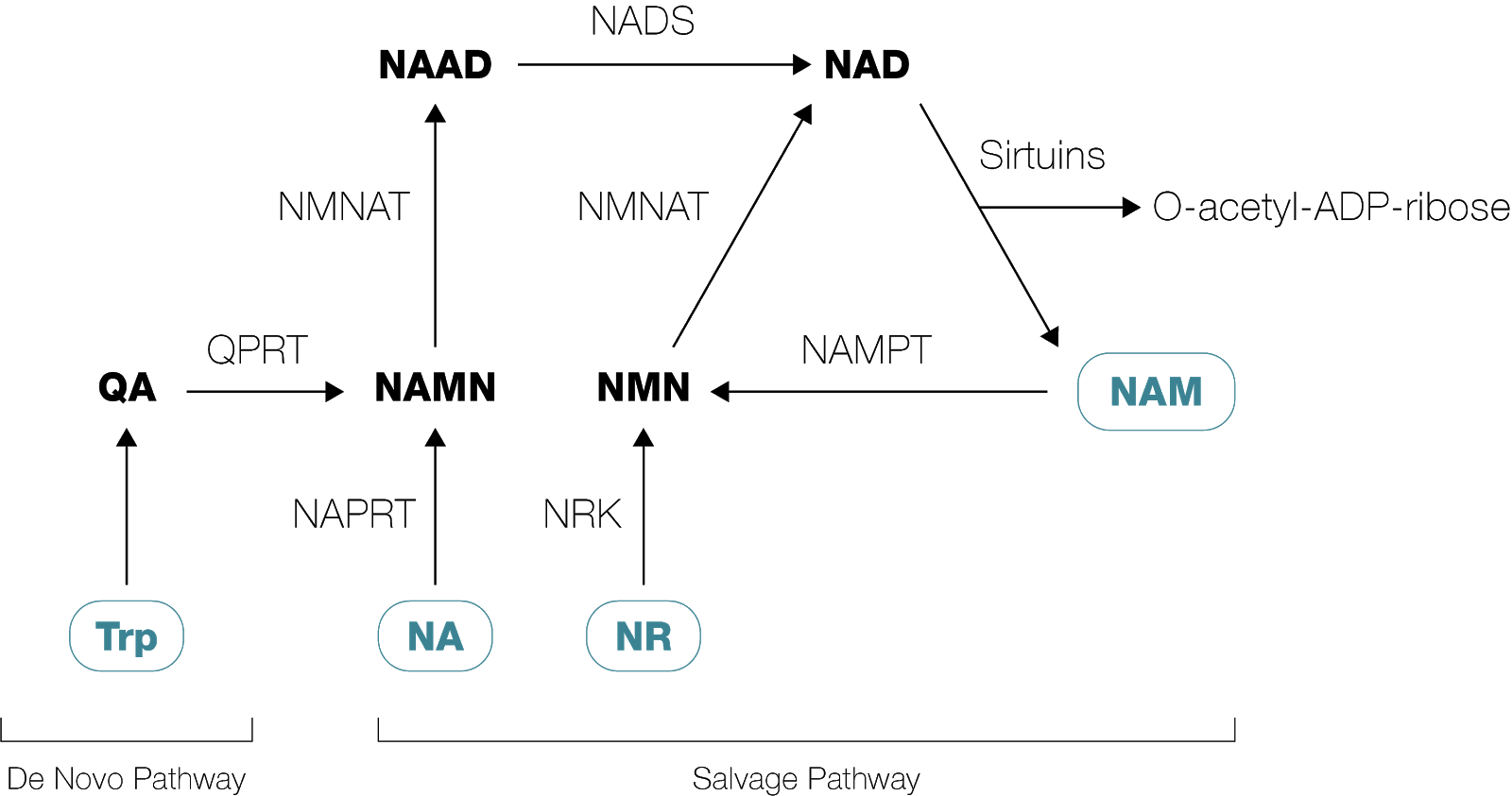 Начинать над. Nad+ Pathway.