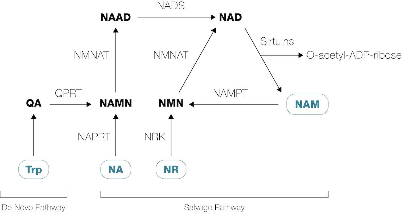 NMN 与 NR：这 2 种 NAD+ 前体之间的区别 - NMN NAD+ - 双效网老挝联合制药