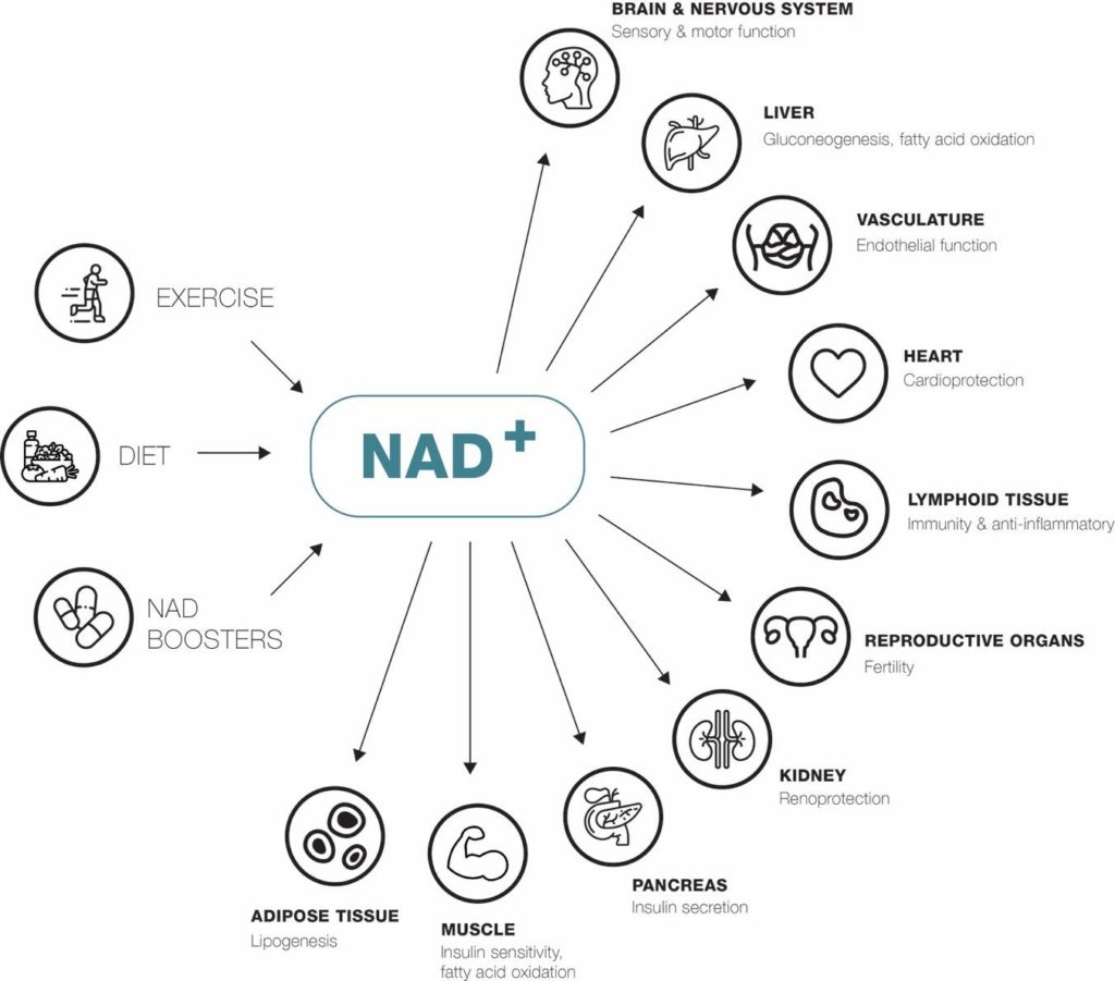 nicotinamide riboside (NR) is an NAD+ precursor