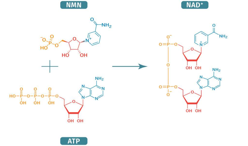 NMN combina com ATP para produzir NAD +