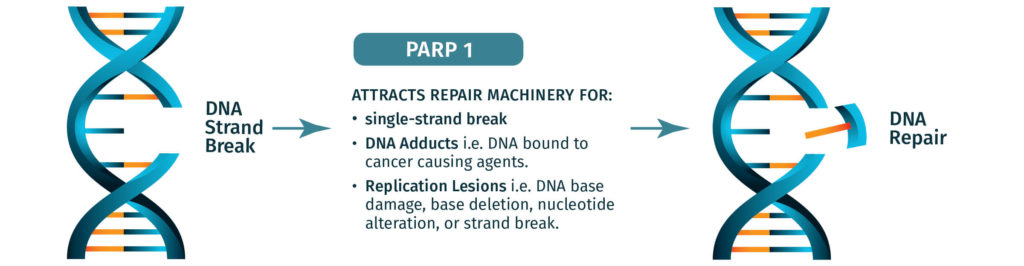 PARP1 attracts DNA machinery to repair DNA