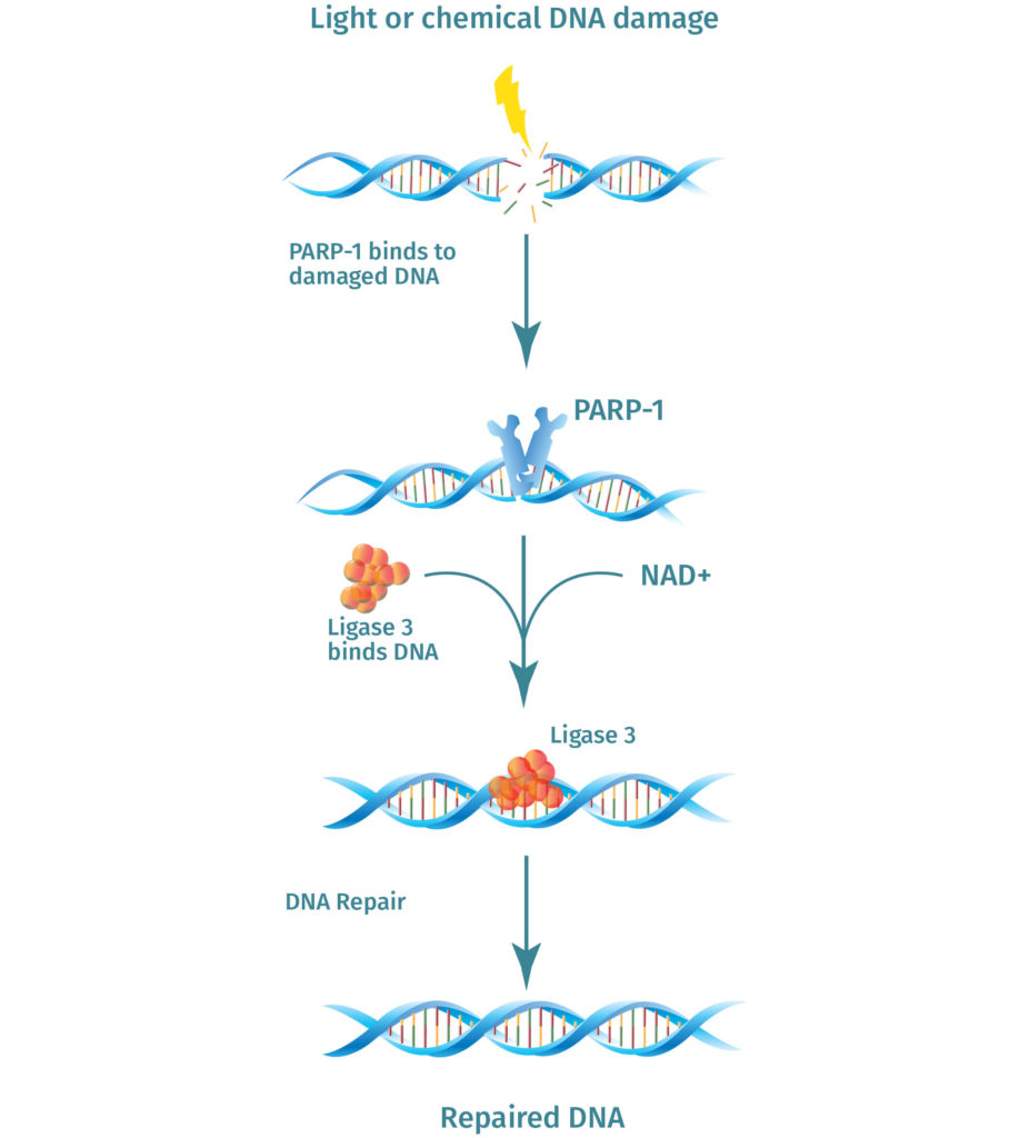 NMN is used to make NAD+, PAP1 uses NAD+