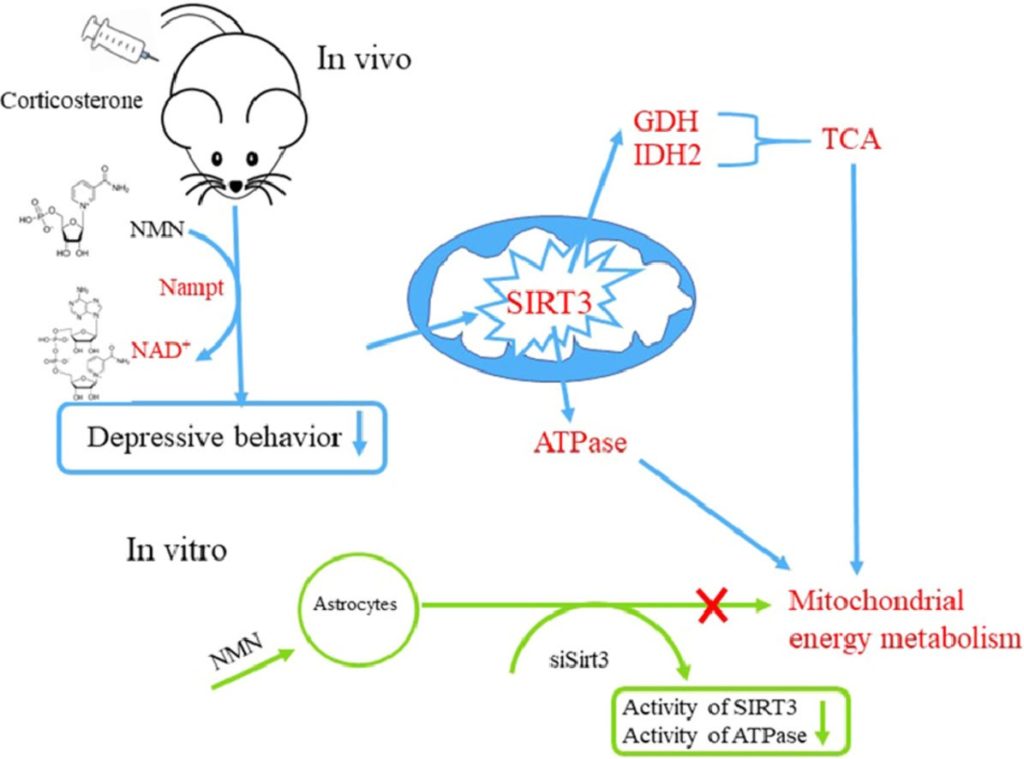 Depression Symptoms Treated via NMN in Mice