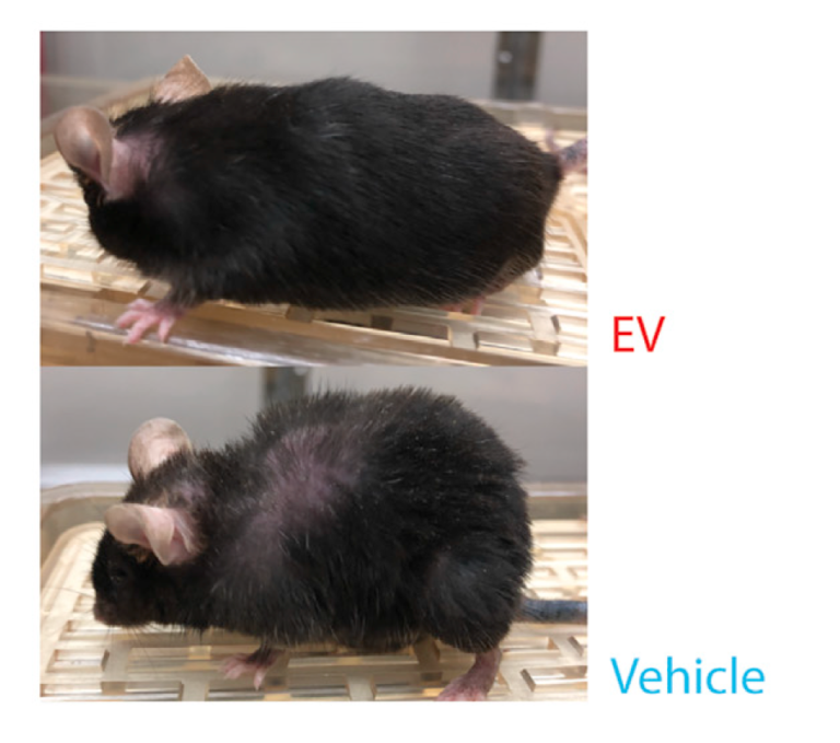 Enzyme in Blood from Mice Helps Delay Aging and Extends Lifespan