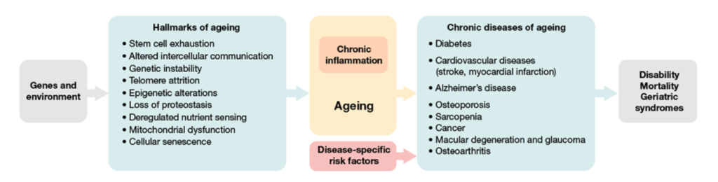 what-is-premature-aging-what-you-can-do-to-prevent-it-nmn