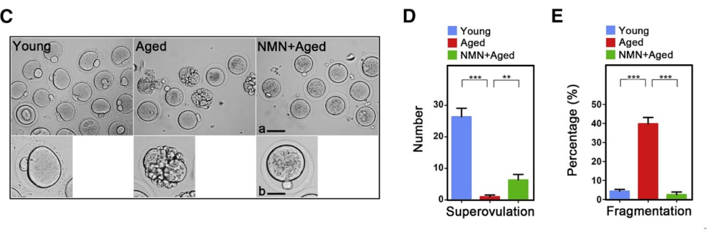 NMN Increases Oocyte Quality, Number, And Fertilization Ability