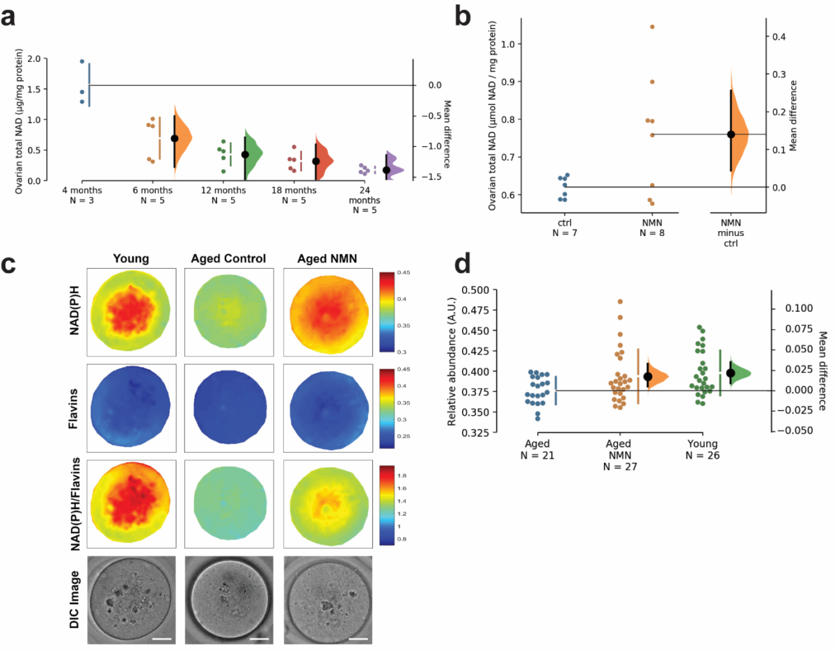 How NMN Affects Female Fertility In Aging Mice