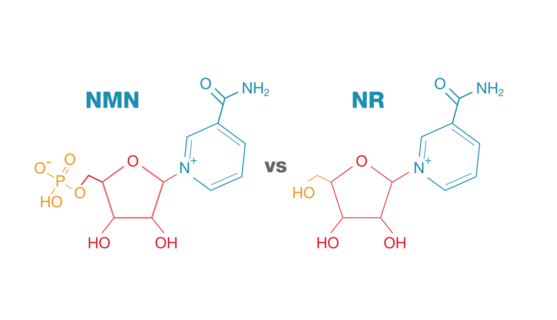 NMN vs NR: The Differences Between These 2 NAD+ Precursors