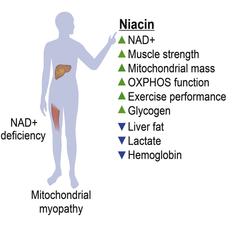Vitamin B3 May Raise NAD+ Levels in Human Muscle and Blood