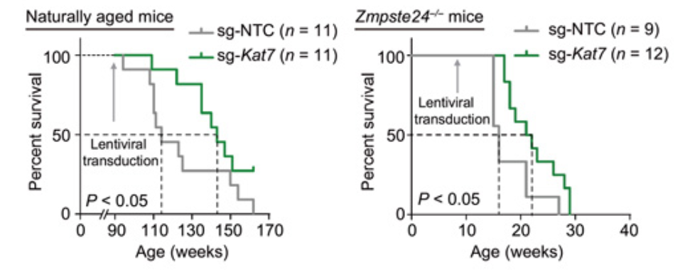 Editing one gene extends mouse life expectancy by 23%