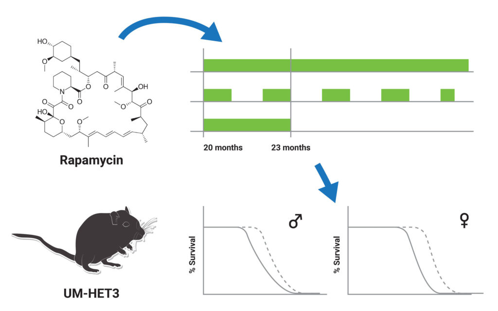 Rapamycin dosing regimens enhance mouse lifespan in a sex-specific manner.