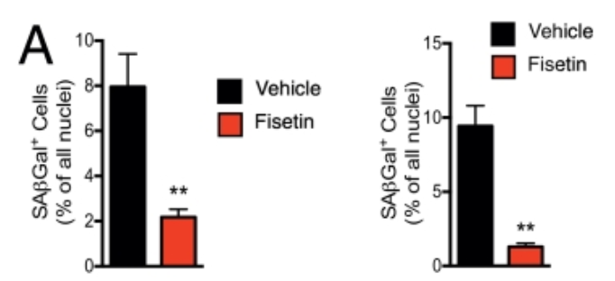 Fisetin is a senotherapeutic that extends health and lifespan - eBioMedicine