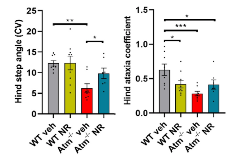 Senescence,NAD+,Mitochondria