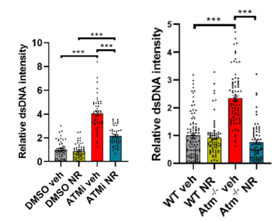 Senescence,NAD+,Mitochondria