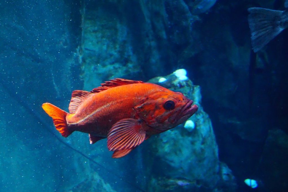 rockfish-dna-reveals-genetic-clues-for-longevity