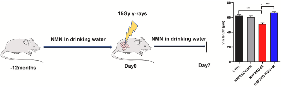 NMN protects against radiation damage.