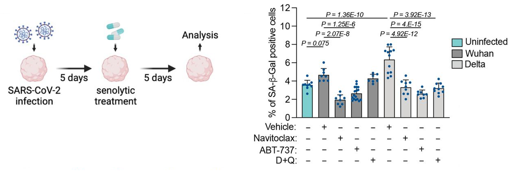 Senolytics Alleviate COVID-Induced Brain Aging and Lifespan Shortening ...