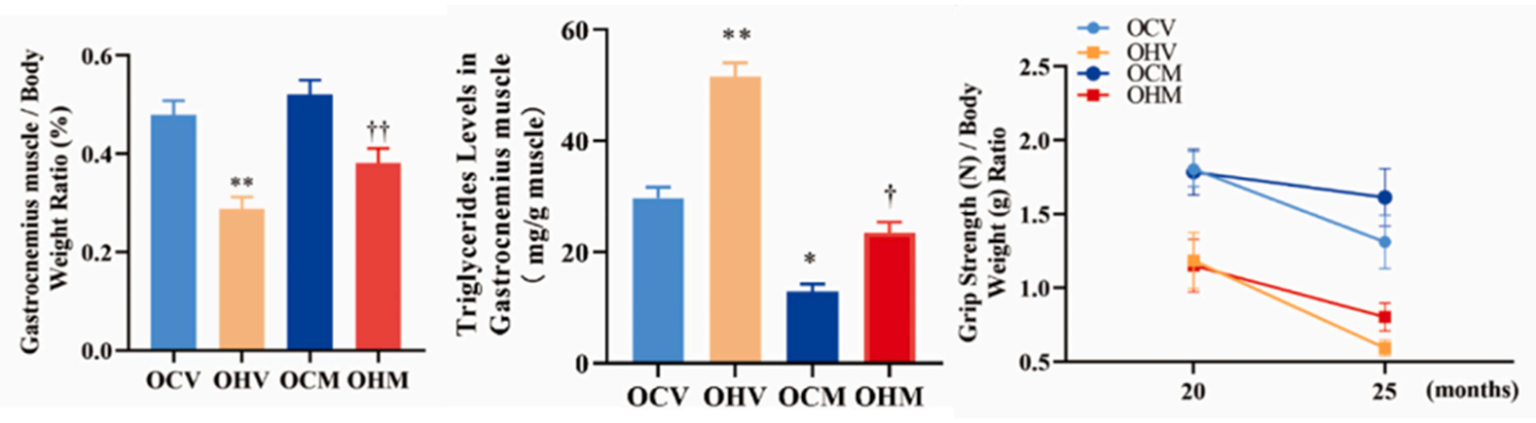 Study Shows Metformin Restores Muscle And Decreases Fat   Image 10 1536x423 