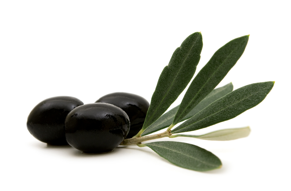 New Study Olive Leaf Extract Could Counter Muscle Aging by Boosting