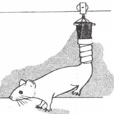Hindlimb unloading technique simulating microgravity in a rat model. Rats suspended by the tail using tape attached to a metal ring, preventing contact between their hindlimbs and the ground. This method replicates the effects of microgravity experienced during spaceflight, as established by NASA researchers.