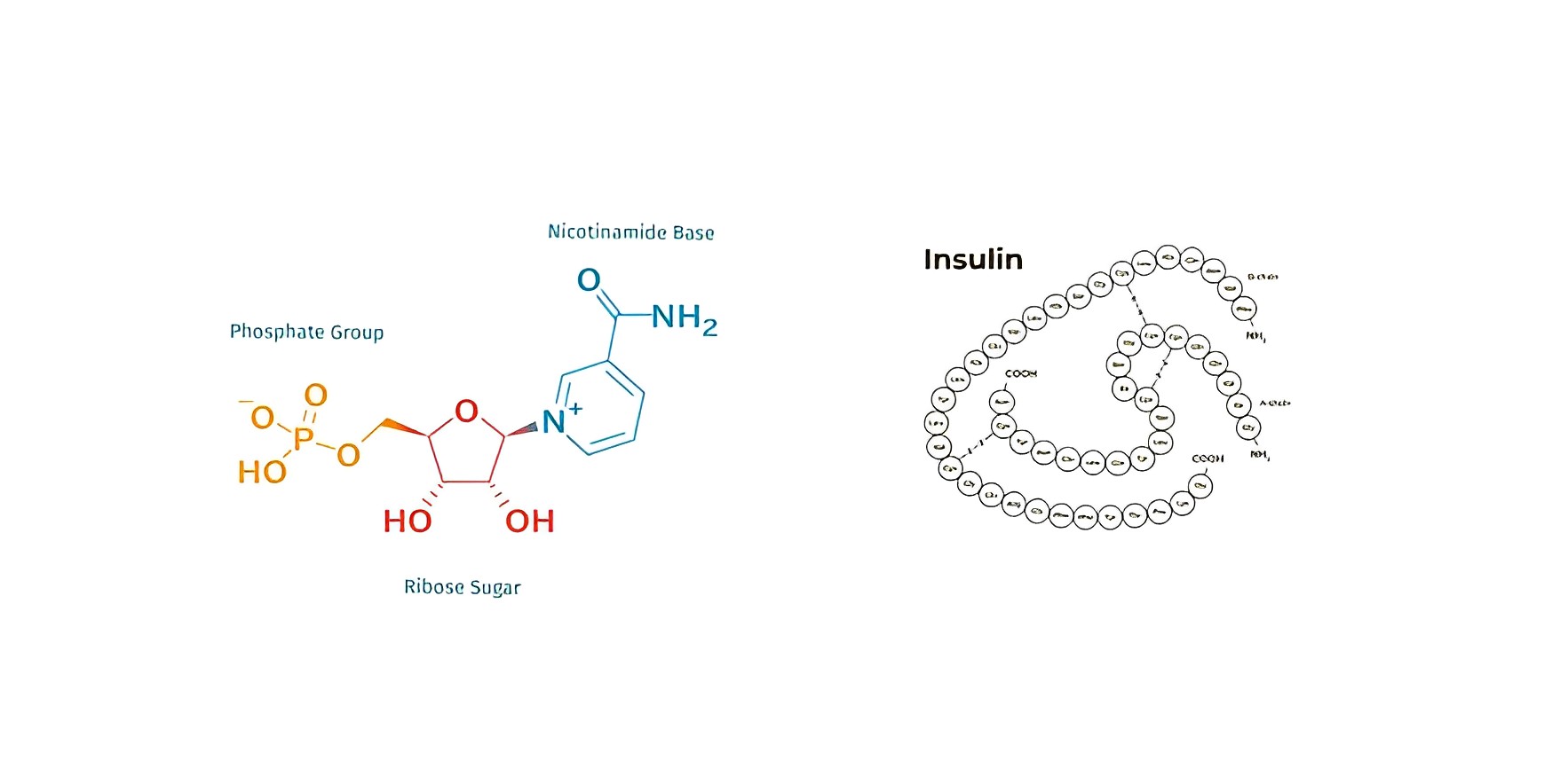 NMN’s InsulinPromoting Effect Demonstrated in Latest Japanese Clinical Study