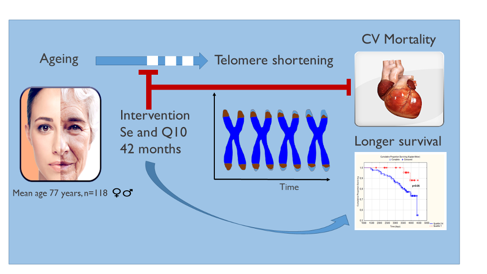 Graphical Summary of Findings: Selenium (Se) and Coenzyme Q10 (Q10) Preserve Telomere Length and Reduce Cardiovascular Mortality in Older Adults, Associated with Longer Survival.