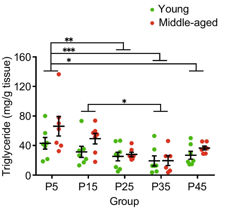 Impact of Protein Intake on Liver Fat Deposition in Young and Middle-Aged Mice. Moderate protein intake levels (P25) help normalize liver fat content (Triglyceride) in middle-aged mice (red). Higher protein levels (>25%) reduce fat deposits. Low protein levels (P5) increase fat accumulation, with middle-aged mice having higher fat deposits compared to young mice (green).