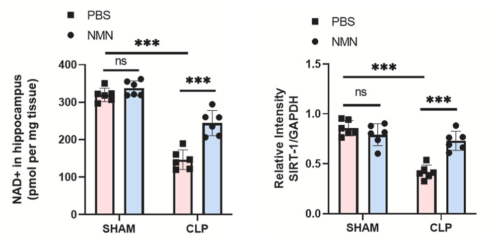 Effect of NMN on NAD+ and SIRT1 Levels in the Brain: Comparison between Normal Mice (SHAM), Septic Mice (CLP, pink), and NMN-Treated Septic Mice (CLP, blue) in the Hippocampus