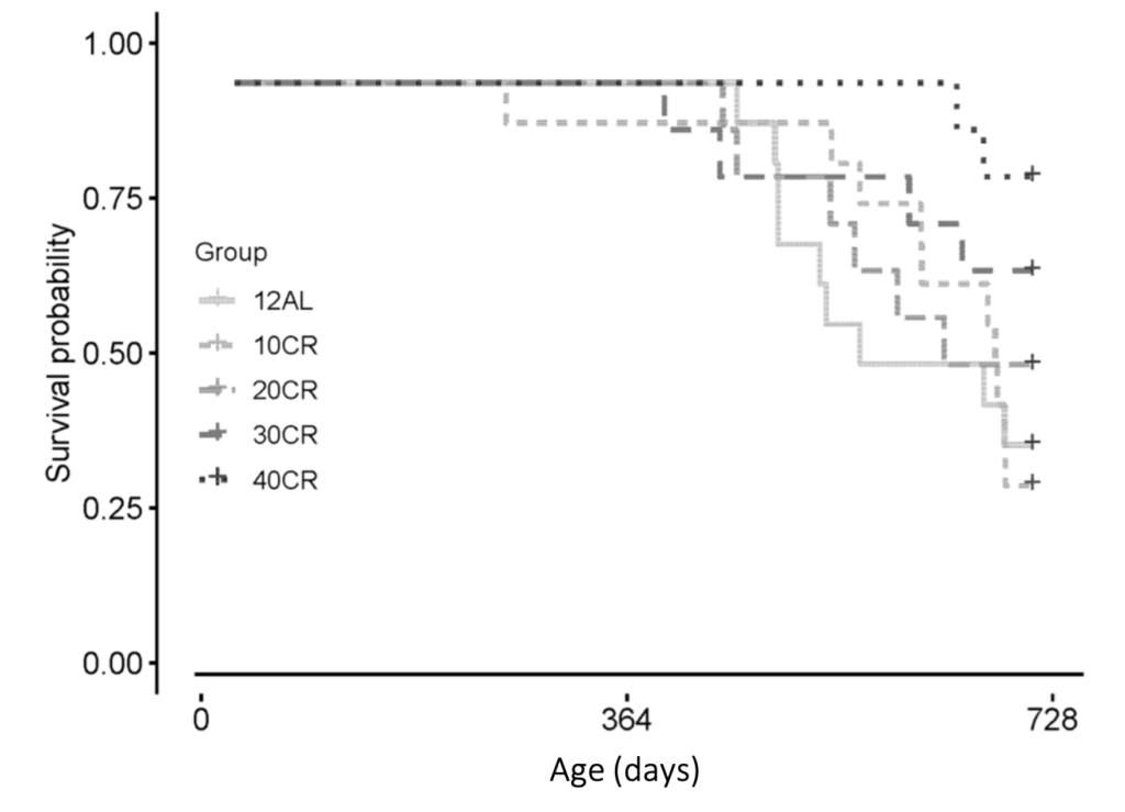Comparison of Survival Rates in Mice Under Different Caloric Restriction Levels and Normal Diet