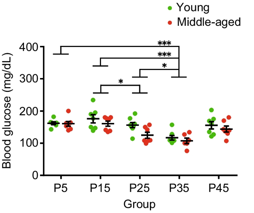 Influence of Moderate Protein Intake on Blood Glucose Levels. Mice consuming a protein intake of 35% (P35) exhibit lower blood glucose levels compared to lower protein intake levels. Additionally, blood glucose levels appear to be further reduced with a 45% protein intake (P45).