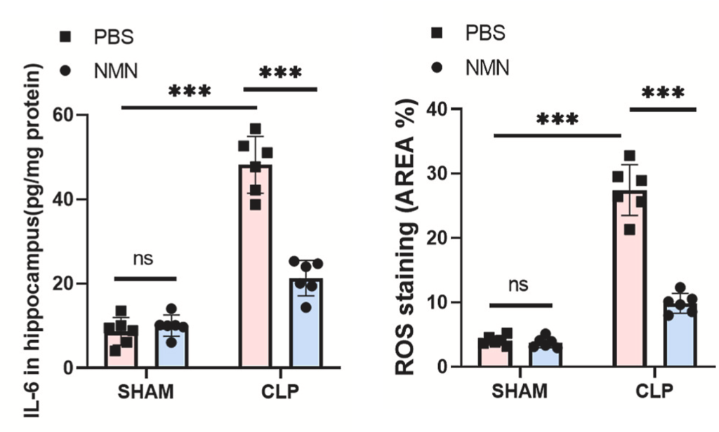 Effect of NMN on Inflammation and Oxidative Stress: Comparison between Normal Mice (SHAM), Septic Mice (CLP, pink), and NMN-Treated Septic Mice (CLP, blue) - Elevated IL-6 Levels (left) and ROS Levels (right)