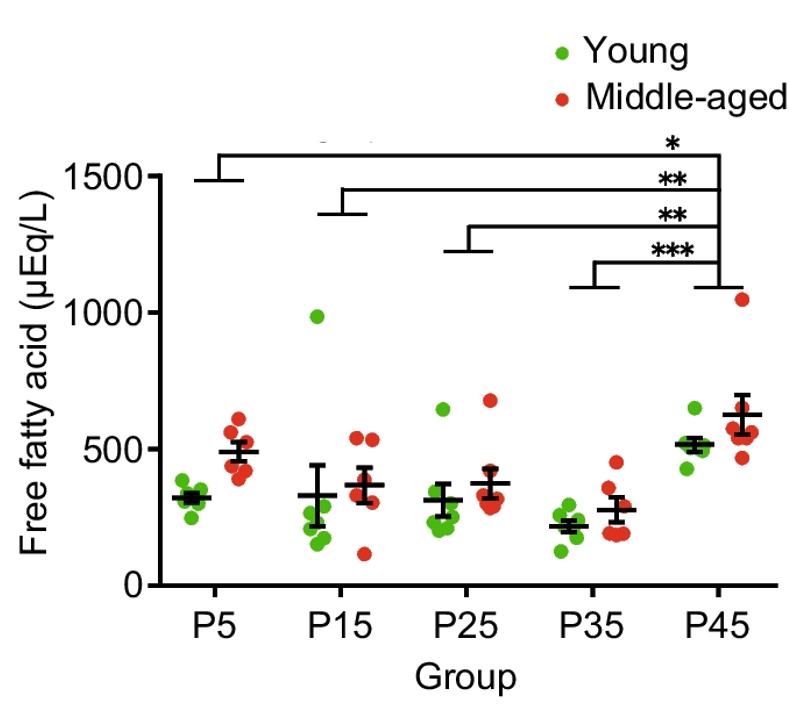 Impact of High Protein Intake on Blood Free Fatty Acid Levels. Mice consuming a protein intake of 45% (P45) demonstrate elevated levels of circulating free fatty acids compared to all other protein intake levels.