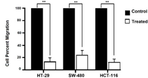 Berberine treatment inhibits migration of colorectal cancer cell lines. HT-29, SW-480, and HCT-116 cell lines show significant reduction in migration through a permeable membrane, indicating impaired spreading abilities.
