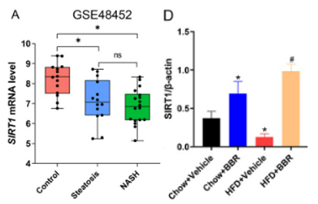 Reduced SIRT1 gene activity in liver disease patients and NAFLD mice, with restoration by berberine.