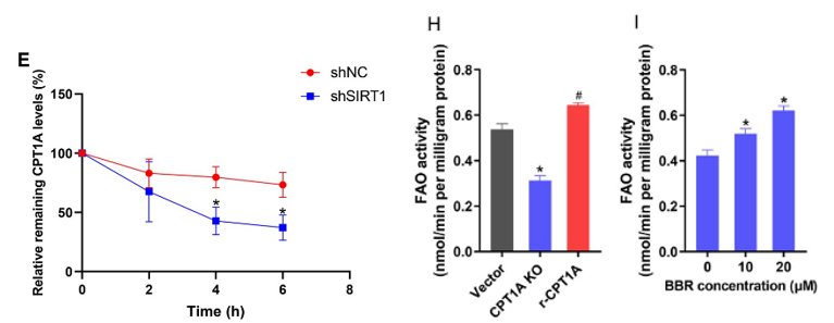 Correlation between SIRT1 and CPT1A levels in cellular fat metabolism.

E) Inhibited SIRT1 in human liver cells (shSIRT1; blue line) leads to decreased CPT1A protein levels over six hours.
H) Liver cells with ablated CPT1A (CPT1A KO; blue bar) exhibit lower cellular fat metabolism and fatty acid oxidation. Reintroduction of CPT1A (r-CPT1A; red bar) increases fatty acid oxidation.
I) Berberine-treated liver cells at higher concentrations (10 µM and 20 µM) demonstrate increased fatty acid oxidation activity.