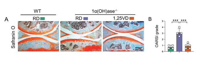 Effect of Vitamin D Supplementation on Osteoarthritis: Increased Cartilage (stained red by Safranin O) and Decreased OARSI Grades in Vitamin D Supplemented Mice (Red - 1,25VD) compared to Age-Matched Untreated, Vitamin D Deficient Mice (Blue - 1α(OH)ase-/-). The results of Vitamin D supplementation are comparable to control mice.