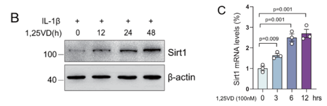 Effect of Vitamin D Treatment on Sirt1 Levels: Human chondrocytes exposed to IL-1β and treated with vitamin D (1,25VD) show a time-dependent increase in Sirt1 protein levels (B) as indicated by the darkening of Sirt1 bands over 0-48 hours. Additionally, Sirt1 mRNA levels (C) increase over 12 hours when IL-1β-exposed chondrocytes are treated with vitamin D.