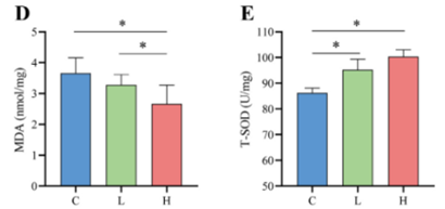 Effect of Probiotics on Oxidative Stress and Inflammation in Aging Mice: High Dose (Red - H) shows Decreased Brain Oxidative Stress (D) based on MDA measurements and Increased T-SOD (E) Antioxidant Protein, compared to Untreated (Blue - C) and Low Dose (Green - L) Mice