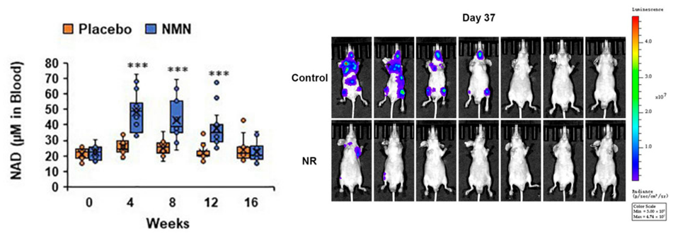 (Left Image): "Effect of NMN on NAD+ Levels in Humans: Significant Increase Observed"
(Right Image): "Effect of NR on Cancerous Liver Cells in Mice: Halt in Cell Spread Detected"