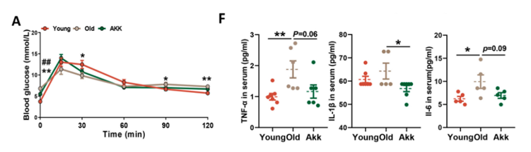 Comparison of blood sugar levels (A) and inflammatory markers (F) in old mice treated with A.muciniphila (green - Akk) versus old mice (tan) and younger mice (red - Young). A.muciniphila treatment leads to improved blood sugar and reduced inflammation, similar to younger mice and FMT treatment.