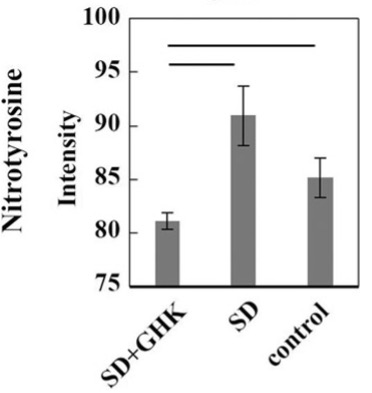 GHK Prevents Brain Oxidative Stress in Sleep-Deprived Mice. Elevated oxidative stress (Nitrotyrosine Intensity) observed in the hippocampus of sleep-deprived mice (SD) was prevented by injection with GHK (SD+GHK).