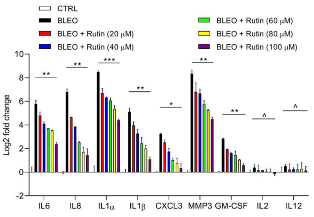 Rutin Reduces SASP Levels in Senescent Prostate Cells. Senescent human prostate stromal cells treated with rutin (BLEO+Rutin 100 uM) exhibit markedly reduced SASP (Senescence-Associated Secretory Phenotype) activity compared to untreated senescent prostate cells (BLEO).