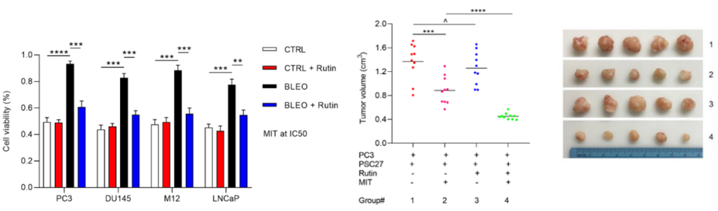 Enhanced Chemotherapeutic Efficacy by Rutin and MIT Combination. (Left) Cancer cells treated with rutin and MIT (blue) show reduced cell viability compared to MIT alone (black) in vitro. (Right) Mice treated with rutin and MIT (group 4) exhibit the smallest tumor volumes among experimental groups.