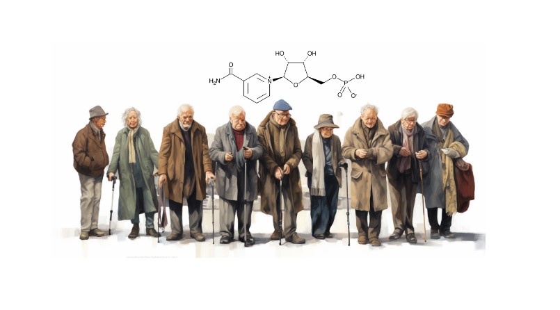 Who Takes NMN and Should You?