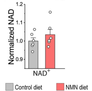 New Study Shows NMN Prolongs The Lifespan Of ALS Mice, By Boosting NAD+?