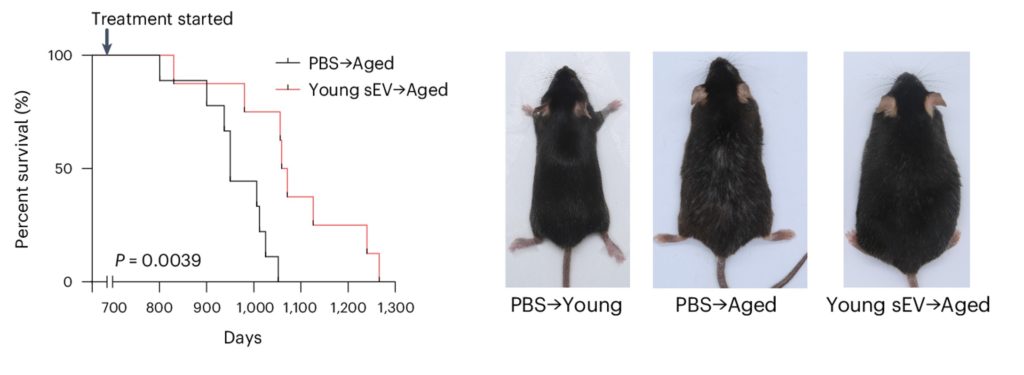 A figure of the mouse survival curve on the left. On the right, from left to right, an image of a young mouse, normal older mouse, and older mouse injected with EVs.

