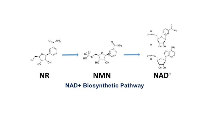 NAD+ biosynthesis pathway